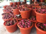 A4 FRUIT - Fresh Dragon fruit (Pitaya) from Thailand