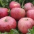 Import Apple red Fuji apple new crop wholesale from China