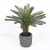 Import Artificial Sago Bonsai Trees Plastic Faux Plastic Indoor Plants Artificial Sago Cycas Tree from China