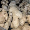 Best Quality Fresh Organic Ginger For Sale