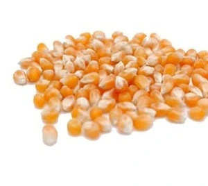 Best Quality Grade Yellow Corn For Human And Animals Feed Whole Sales Price