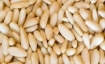 Blanched Pine Nuts. / Cheap Pine Nuts Prices/Chinese Pinenut Kernels