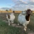 Import boer goats sale from South Africa