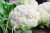 Import Cauliflower flour Fresh Green leaf Vegetables Healthy Cauliflower from United Kingdom