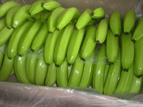 Cavendish Banana Fresh Banana