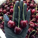 Chinese Fresh Cherry