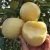 Import Chinese Golden Apple Sweet Juicy Beautiful Color Mature Perfect Variety Size Popular By All Ages Fresh Fruit Apple from China
