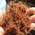 Import Coco Peat / Coir Pith Products from India