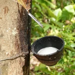 Company sell all kind of natural rubber of good natural rubber latex 60% drc HA packing drum best price from factory Thailand