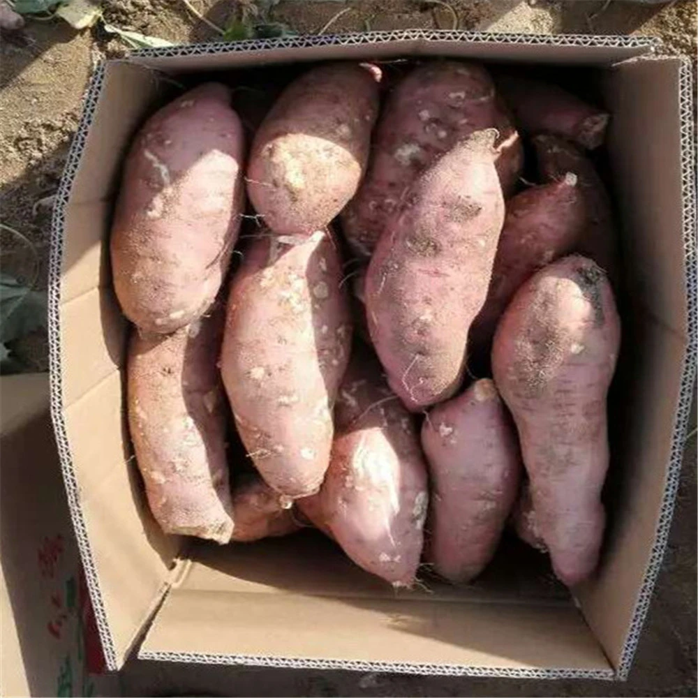 corp yellow and purple best qualify sweet potato