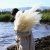 Import Custom Colors Natural Preserved Coral Dried Pampas Grass Decorations Large Dry Pressed Flower from China