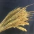Import direct deal practical plant purely natural handmade plant color optional rye from China