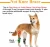 Import Dog Rear Leg Braces Canine Hind Hock Wraps Safety Reflective Straps Injury Sprain Protection Wounds Injuries Sprains Leg Support from China