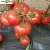 Import Excellent Red 2 Quality Heat Resistance Tomato Seeds Vegetable Seeds from China