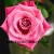 Import Export fresh cut rose flowers from kunming roses flower holland roses flower rose fresh cut from focus/china from China