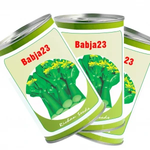 Hybrid Fresh Chosen Green Color Baby Broccoli Vegetable Seeds Canned Pack