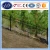 Import Fencing for Sale, Models of Gates and Iron Fence, Cheap Wrought Iron Fence Panels for Sale from China