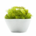 Fresh and Dried Sea Grapes Seaweed With High Quality From Vietnam