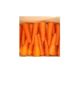Fresh Carrot from South Africa