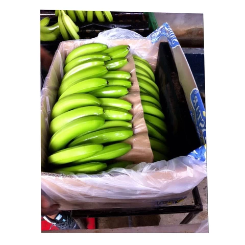 Fresh Cavendish bananas in bulk for sale, banana