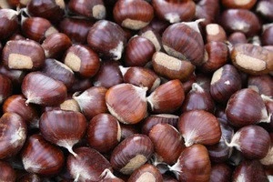 Fresh Chestnuts Available now with Best Price