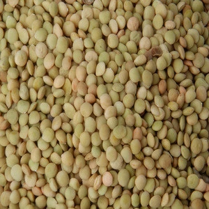 fresh green lentils