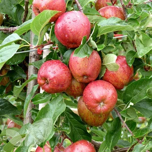 Fresh Harvest Royal Gala Apples