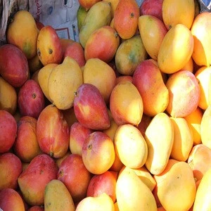 Fresh mangos -100% high quality all types of mango fresh fruit from