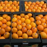 Fresh Orange Navel and Valencia fresh citrus fruits