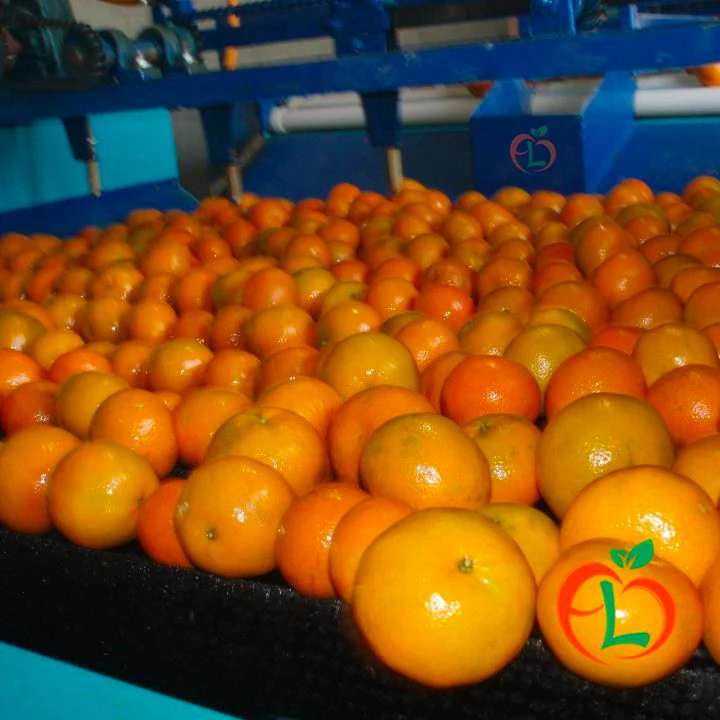 Fresh Organic  Sweet Clementine now available on 30% Discount Sale