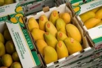 Fresh Quality Red Natural Mango For Export