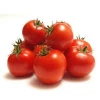 Fresh Tomato with Good Price from VIETNAM