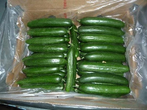 Fresh Vegetables Cucumber Exporter In India