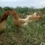 Import From USA - Pastured Chicken Eggs from USA