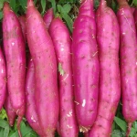 FROZEN SWEET POTATO FROM GLOBAL FOOD JSC BEST QUALITY IN VIETNAM