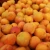 Import Frseh apricots from Canada