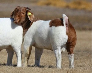Full Blood Boer Goats Live