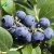 Import Full sun sweet tast fruit seedling Bluecrop Vaccinium from China