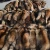Import Genuine dyed raccoon fur for hood wholesale pelt raccoon fur from China