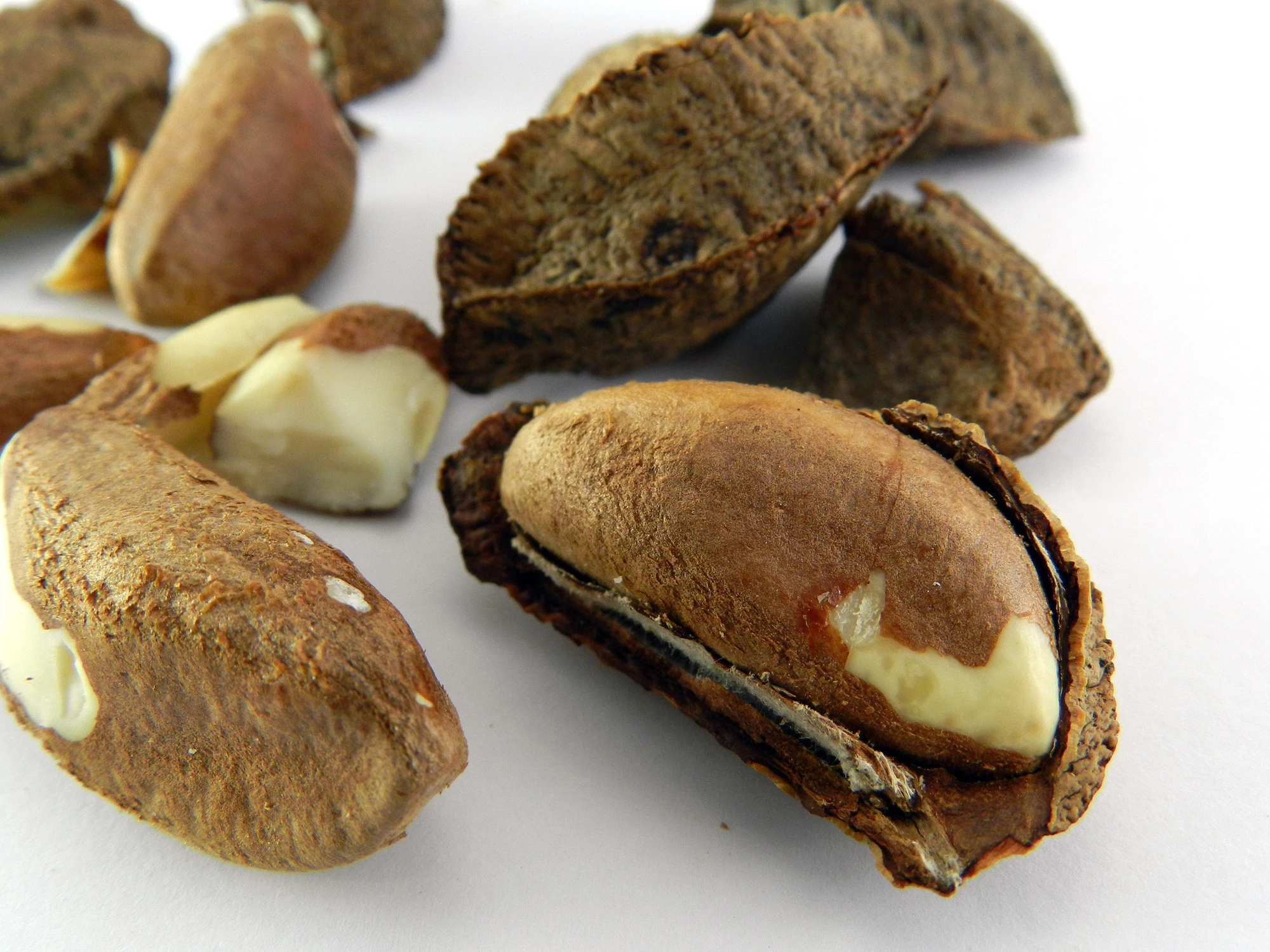 Healthy Amazon Forest Product Large Size Antioxidants Raw Organic Brazil Nut