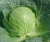 Import Healthy No Pollution Competitive Chinese White Fresh Cabbage Price from China