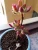 Import high germination indoor Succulent Plants Echeveria Pulvinata Bonsai from China