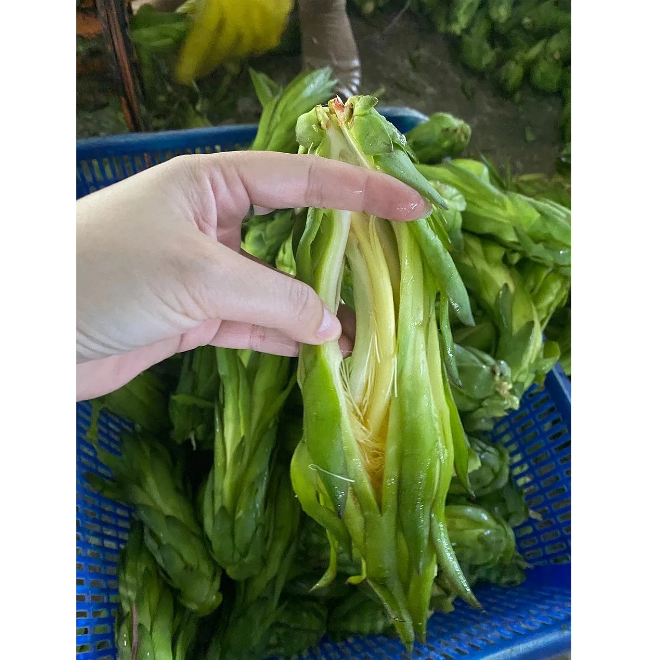 HIGH NUTRITION COMPETITIVE PRICE DRIED DRAGON FRUIT FLOWER !!!