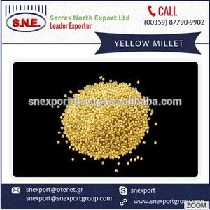High Quality Yellow/White Millet for Sale by Leading Distributor