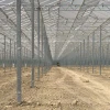 Holland  Large Span Venlo Type Glass Agriculture Greenhouse with Hydroponic System