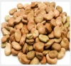 Hot sale Faba Beans/ Broad Beans 40-50 50-60 60-70