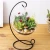 Import hot sale mouth blown glass with round bottom terrarium fish flower vase from China