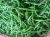 Import Indian Green Chilly from India