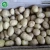 Import iqf frozen fresh chestnut and iqf peeled chestnut from China