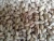 Import Iranian Pistachio nuts (Long Akbari Pistachio nuts) from Uganda